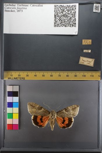 Media type: image;   Entomology 747663